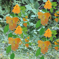 Preserving Jewelweed for Winter and Spring Seasons